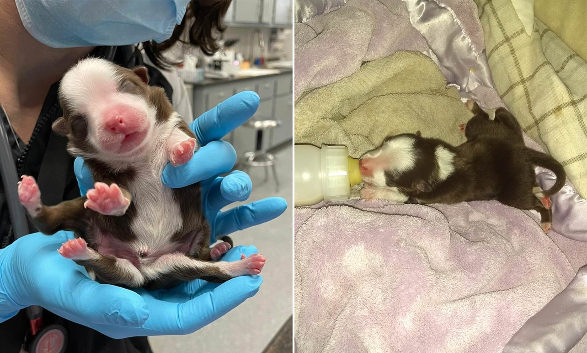 Puppies born without anus