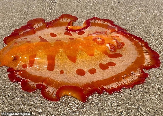 bright-colored-spanish-dancer-is-spotted-off-the-coast-of-australia-in