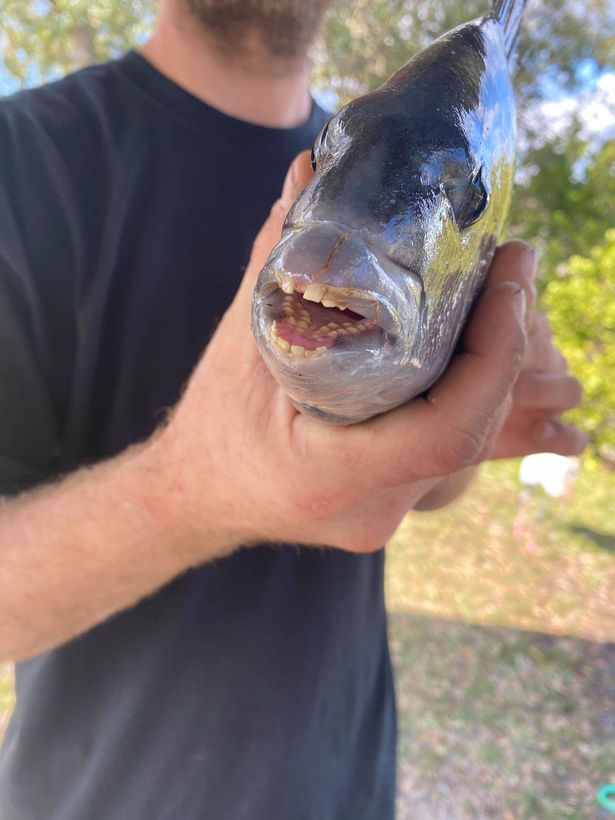 Fish With HumanLike Teeth Is Caught By Angler In Florida