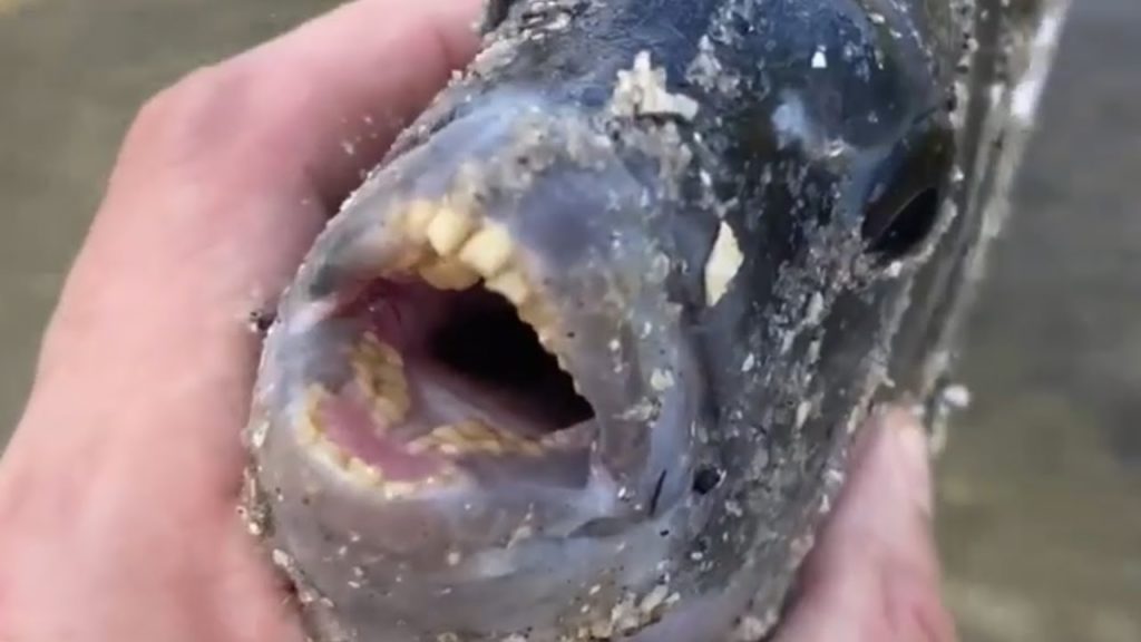 Fish With HumanLike Teeth Is Caught By Angler In Florida