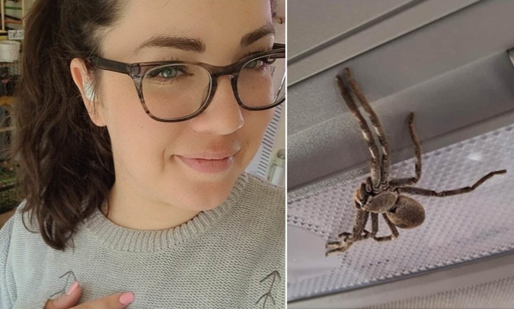 Aussie Woman Finds Massive Huntsman Spider Inside Car While Driving At