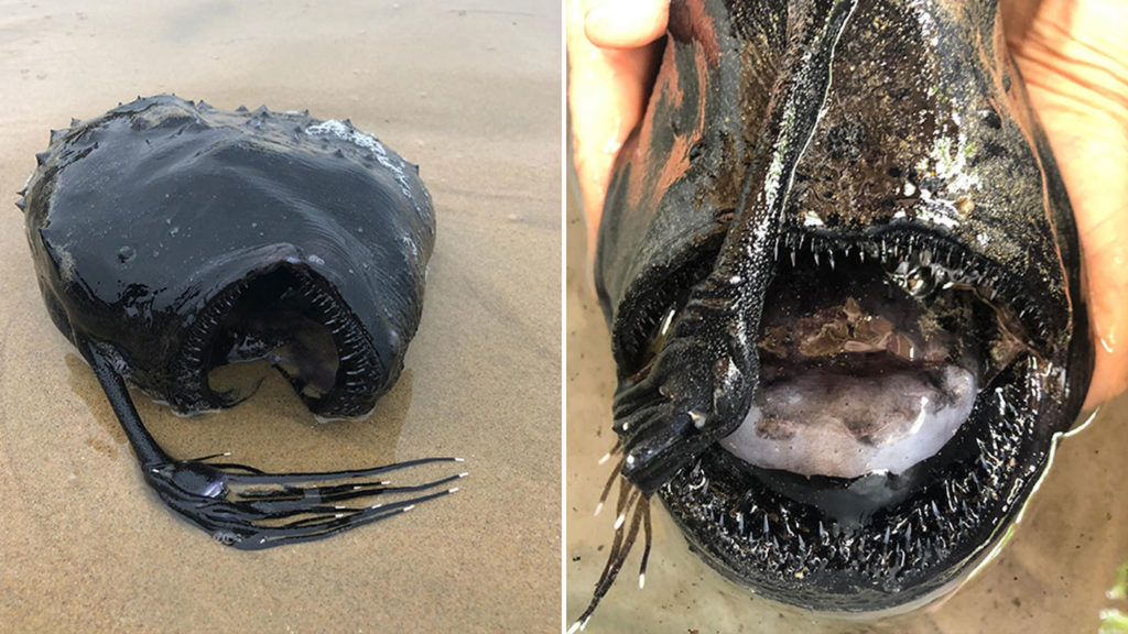 Beachgoer finds horrifying alien-looking fish from “Finding Nemo ...