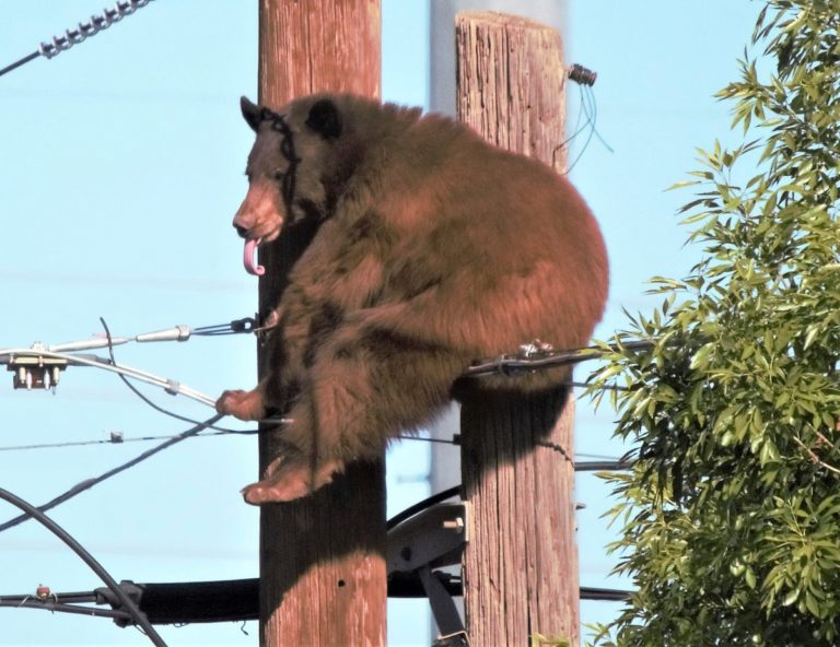 Bear climbs up two utility poles and sits on wires Dimplify