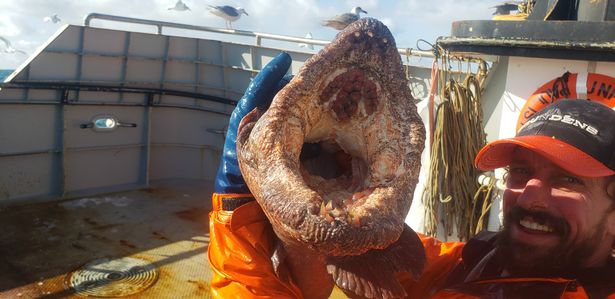 human wolf eel bite