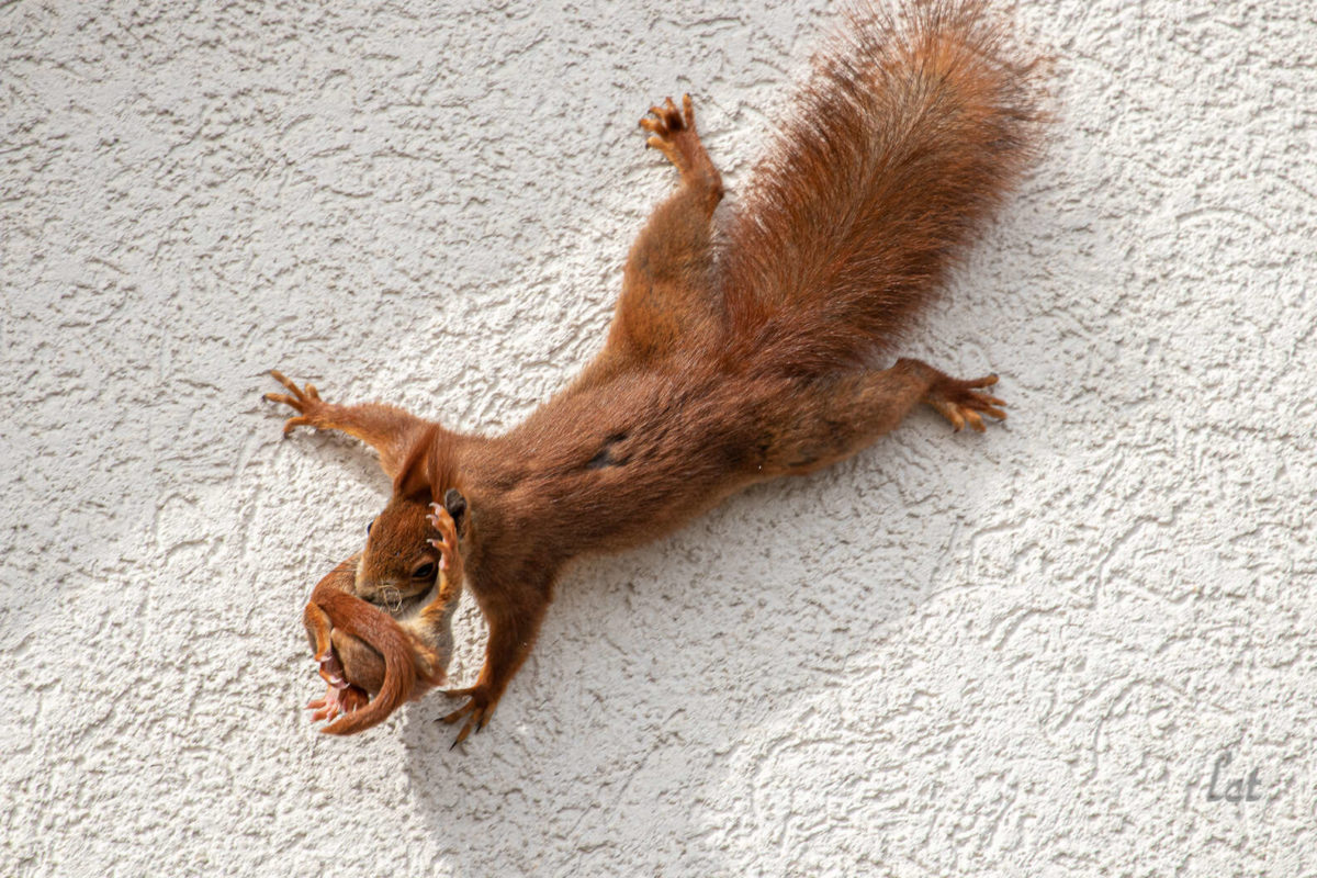 Man shares images of sleeping squirrels that live outside his bathroom