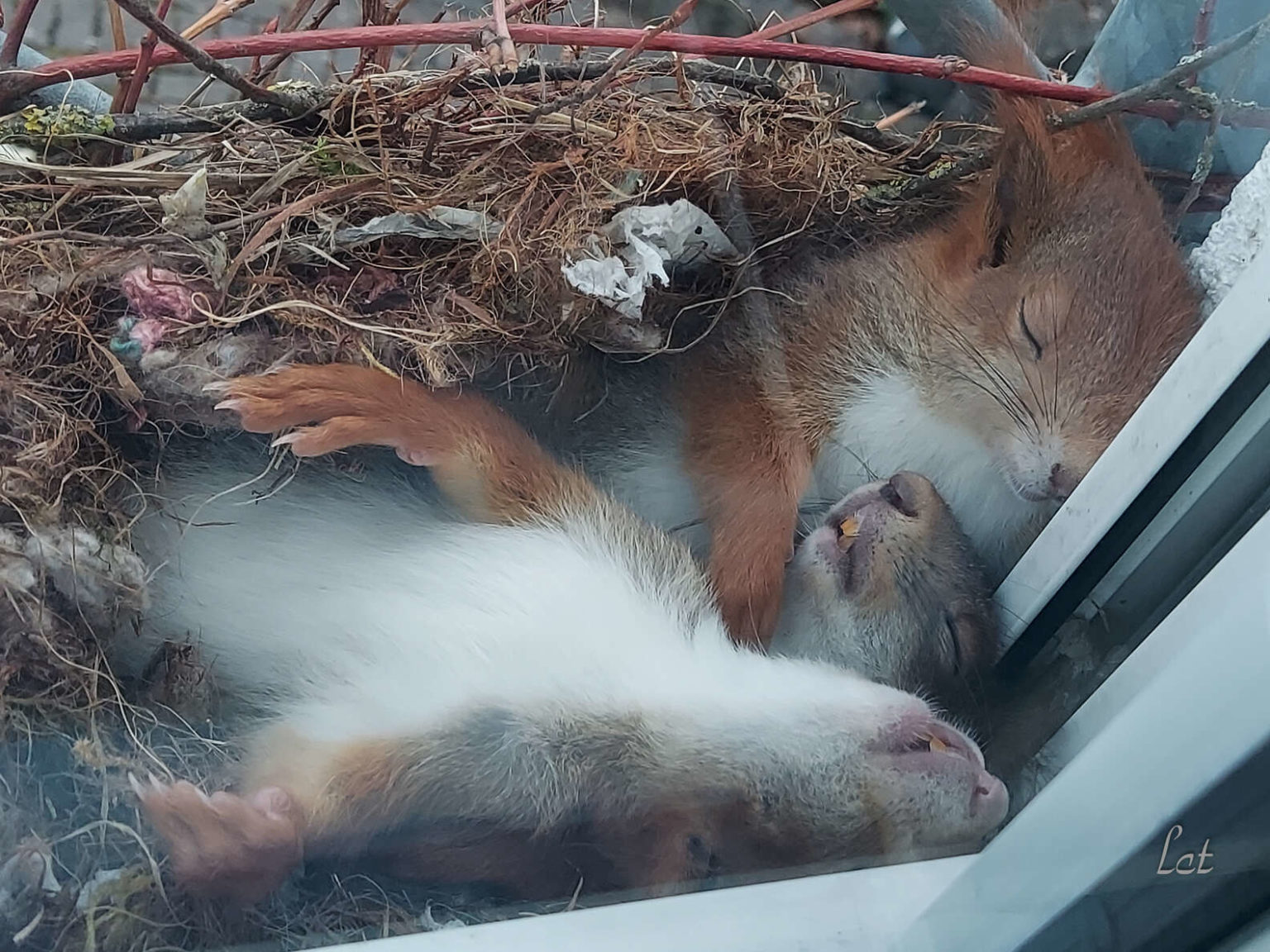 Man shares images of sleeping squirrels that live outside his bathroom