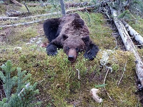 fallen leaf lake campground bear attack