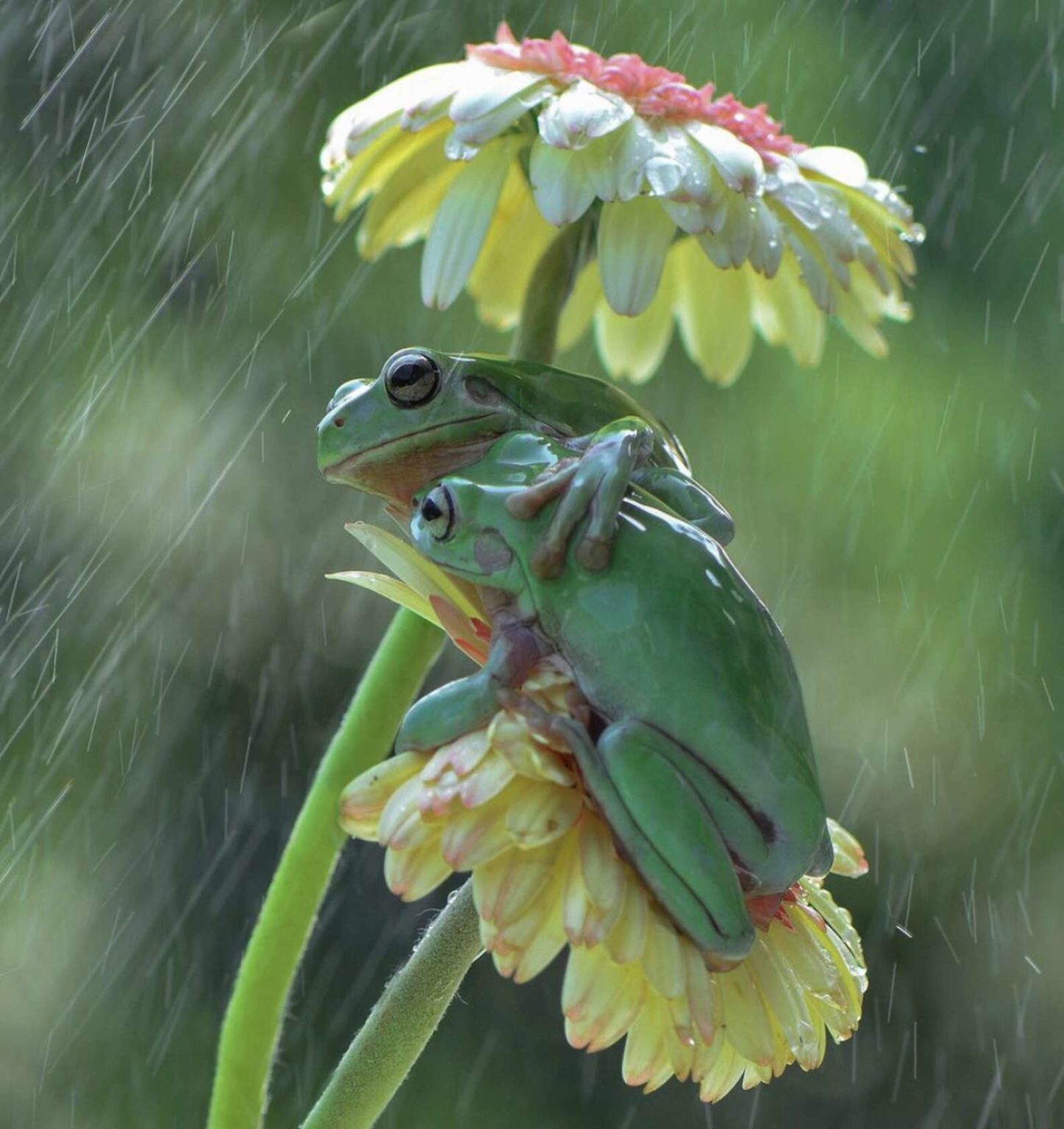 resting big hug pillow frog