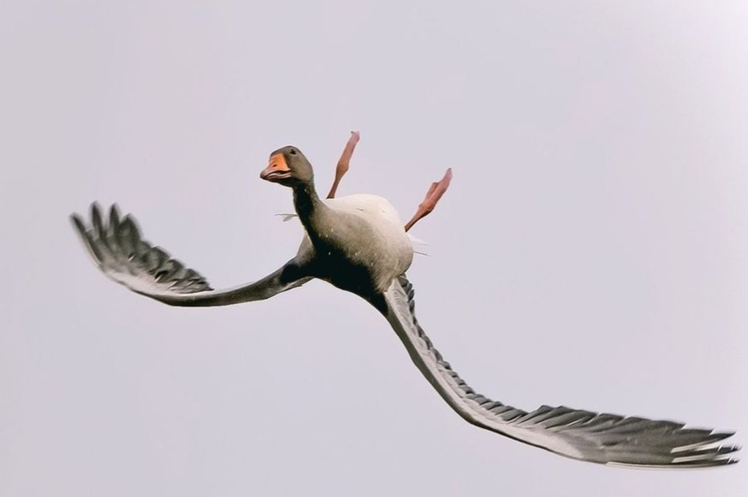 Flying Dildocopter