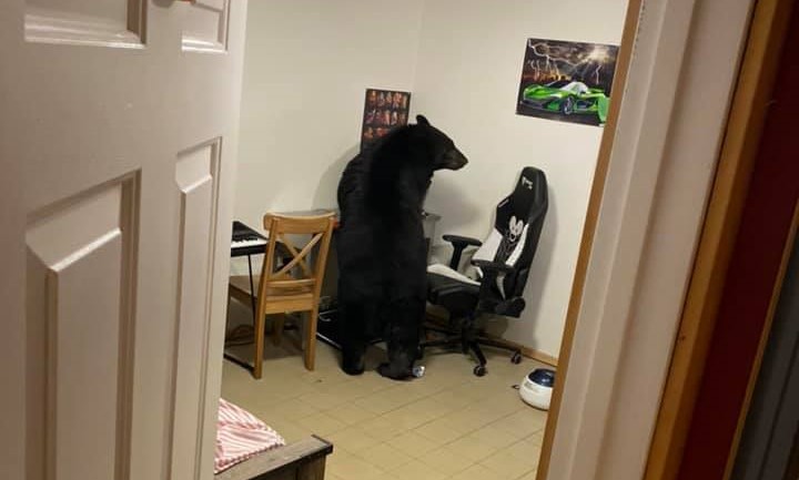 Family Finds Massive Black Bear Standing Up At Desk Inside Their ...