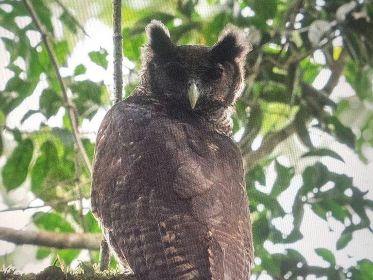 Shelley’s Eagle-Owl That Hasn’t Been Seen In 150 Years Is Spotted In A ...